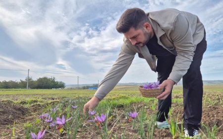Bu baharatın kilosu 600 bin TL: Her gün sabah saatlerinde toplanıyor